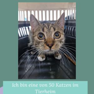 Eine über 50 Katzen